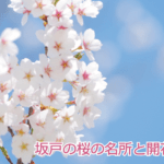 坂戸の桜の名所と開花時期