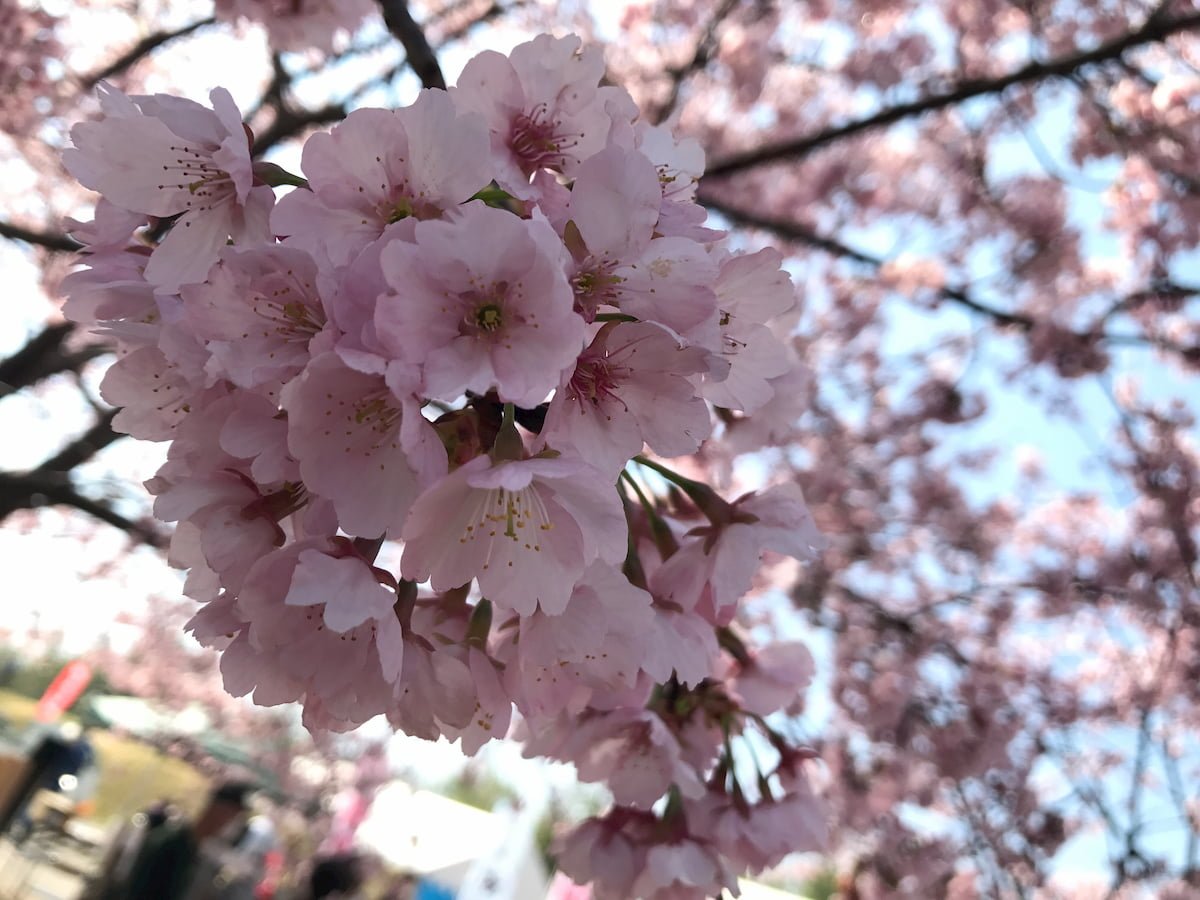 安行寒桜