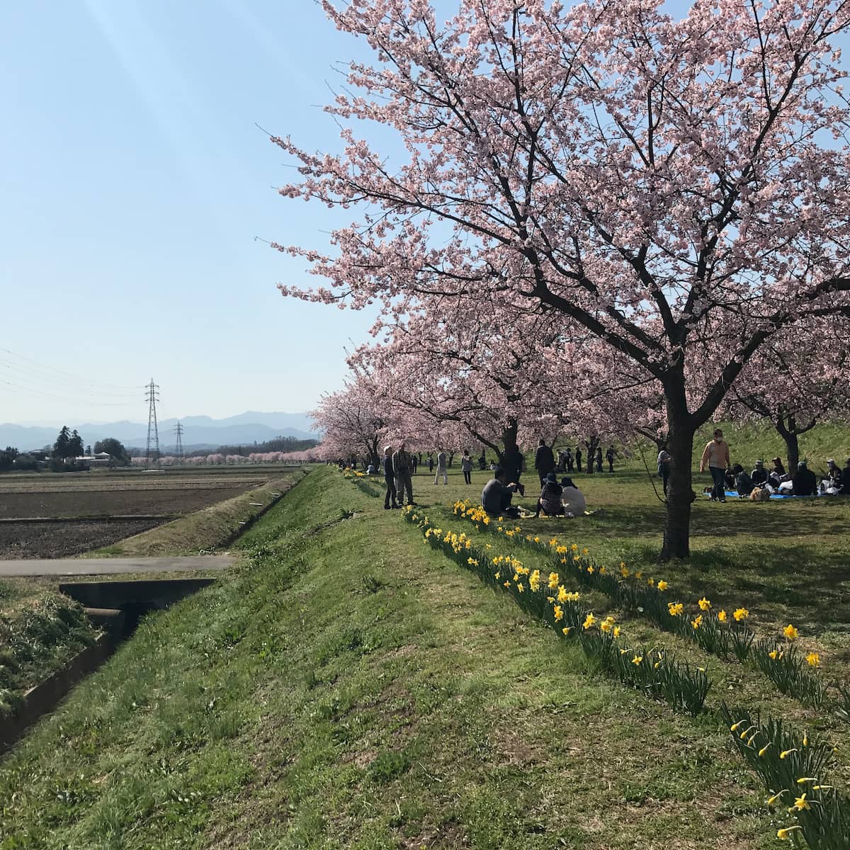 安行寒桜の桜並木と水連の花