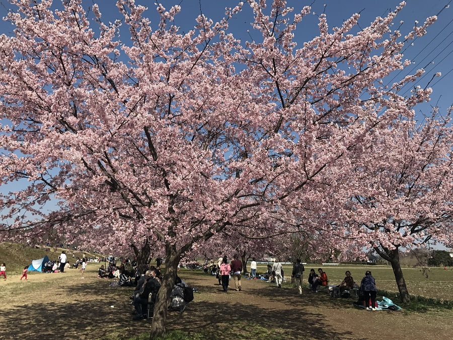 坂戸にっさい桜まつりの花見の様子