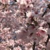 坂戸にっさい桜まつりの花見